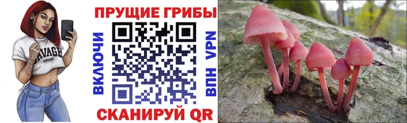 Купить где  Кострома  Галлюциногенные грибы Psilocybe 